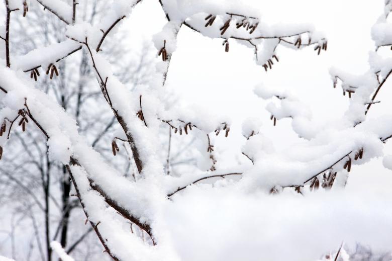 Free stock image of Winter forest created by 2happy