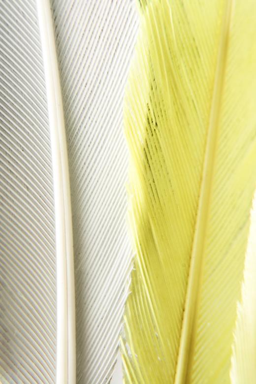 Free stock image of Feather  created by 2happy