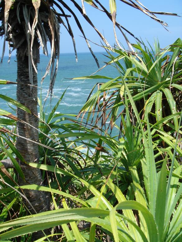 Free stock image of Jungle Beach created by Any Inkling
