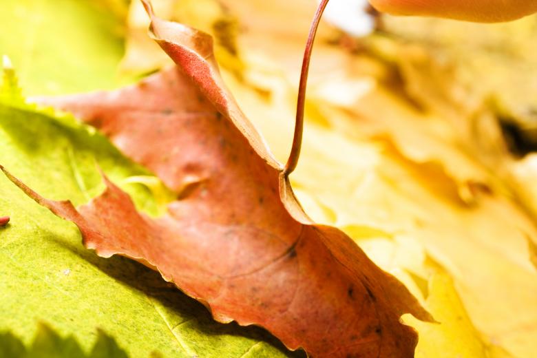 Free stock image of Leaves created by 2happy