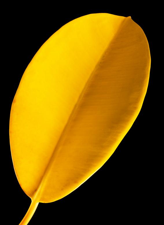 Free stock image of Yellow leaf created by 2happy