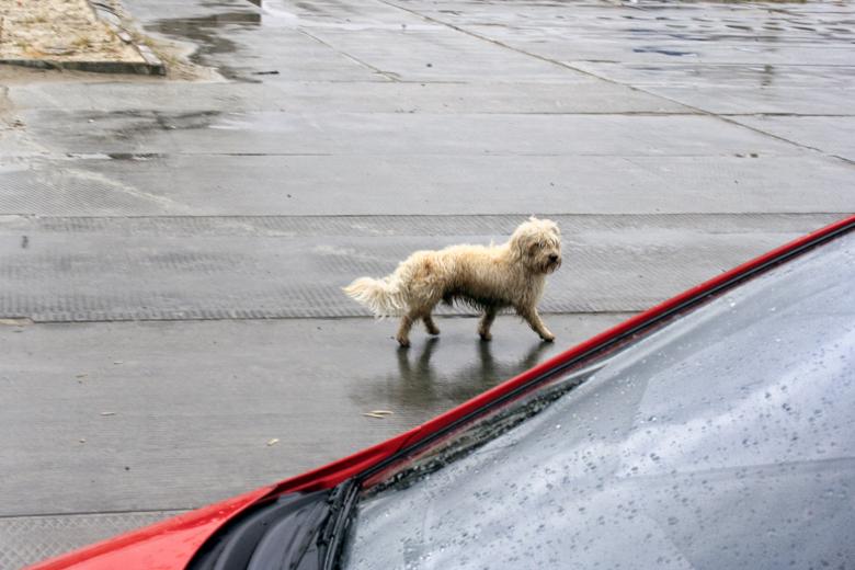 Free stock image of Dog in the street created by 2happy