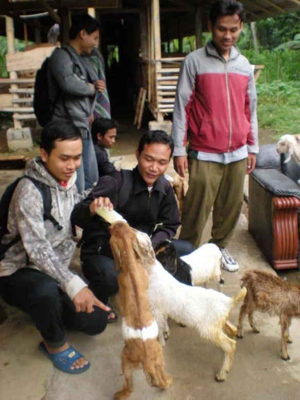 Free stock image of Giving Milk to Goat created by Agung Dwi Prasetyo