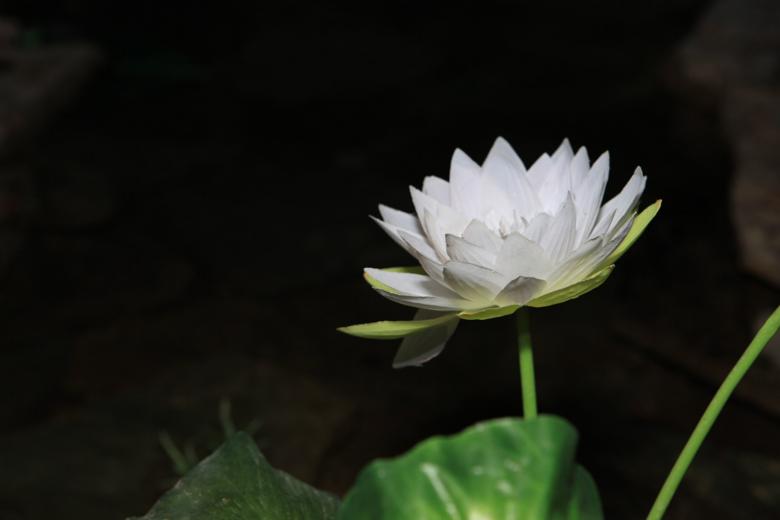 Free stock image of White Flower created by 2happy