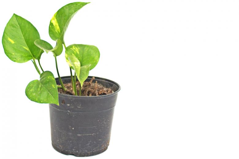 Free stock image of Plant in pot created by homero chapa