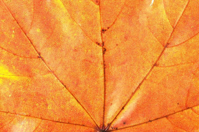Free stock image of leaf created by 2happy