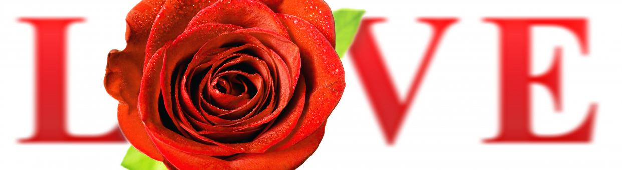 LOVE - Free Stock Photo
