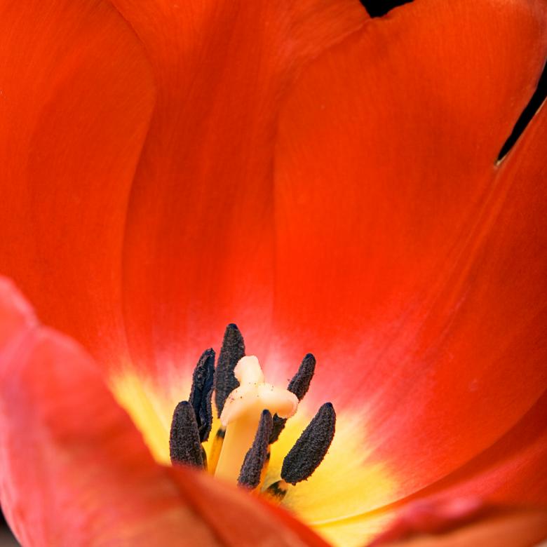Free stock image of tulip created by 2happy
