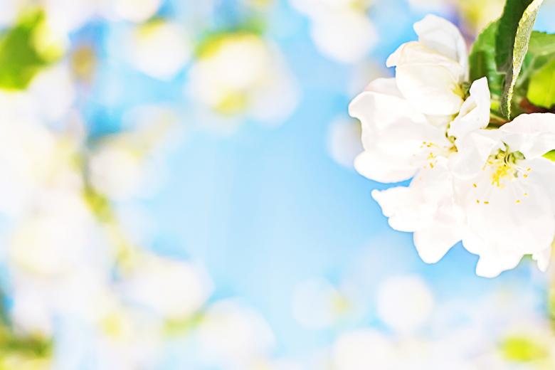 Free stock image of White flower background created by 2happy