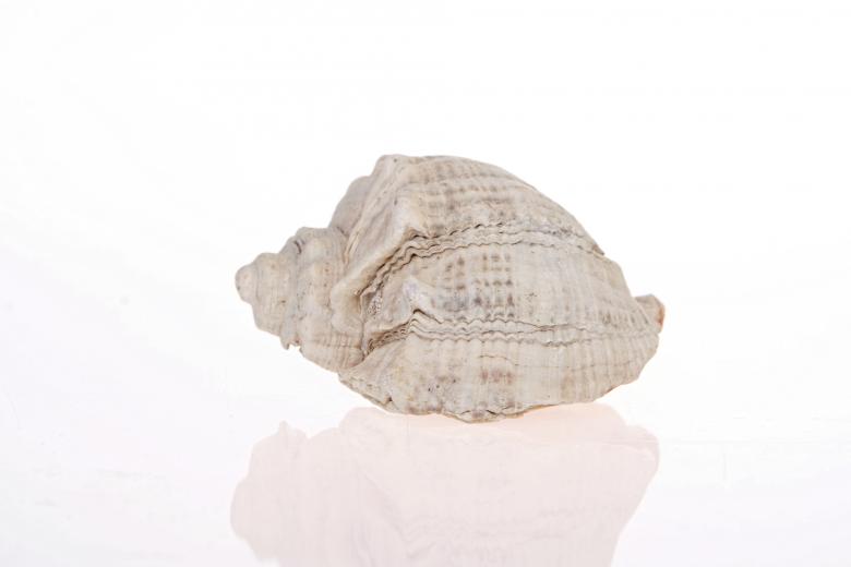 Free stock image of seashell created by 2happy