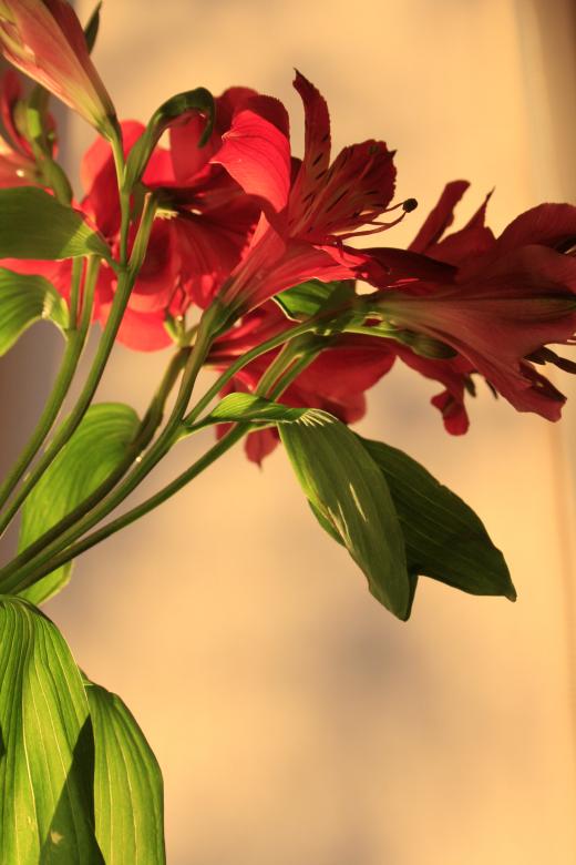 Free stock image of flower created by 2happy