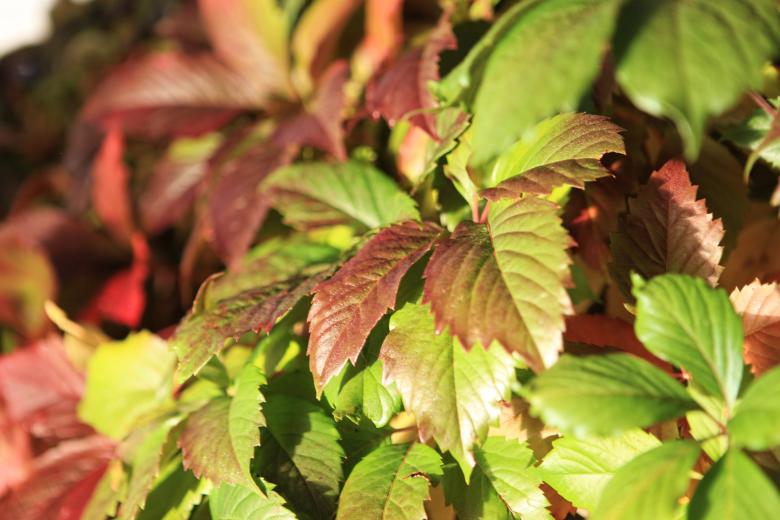 Free stock image of green leaves created by 2happy