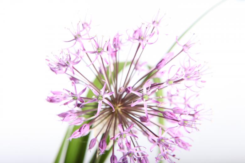 Free stock image of flower created by 2happy