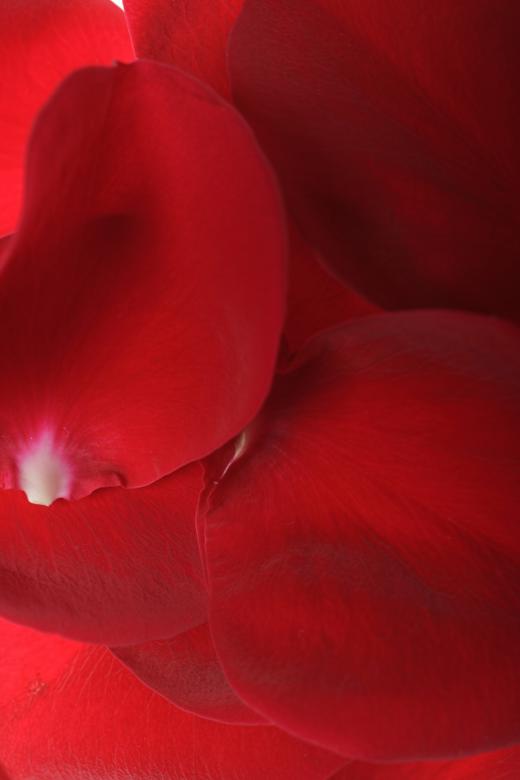 Free stock image of petals created by 2happy