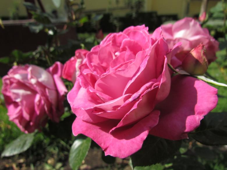 Free stock image of Pink rose created by Jassiel Romero Balderas