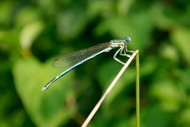Free stock image of Dragonfly created by 2happy