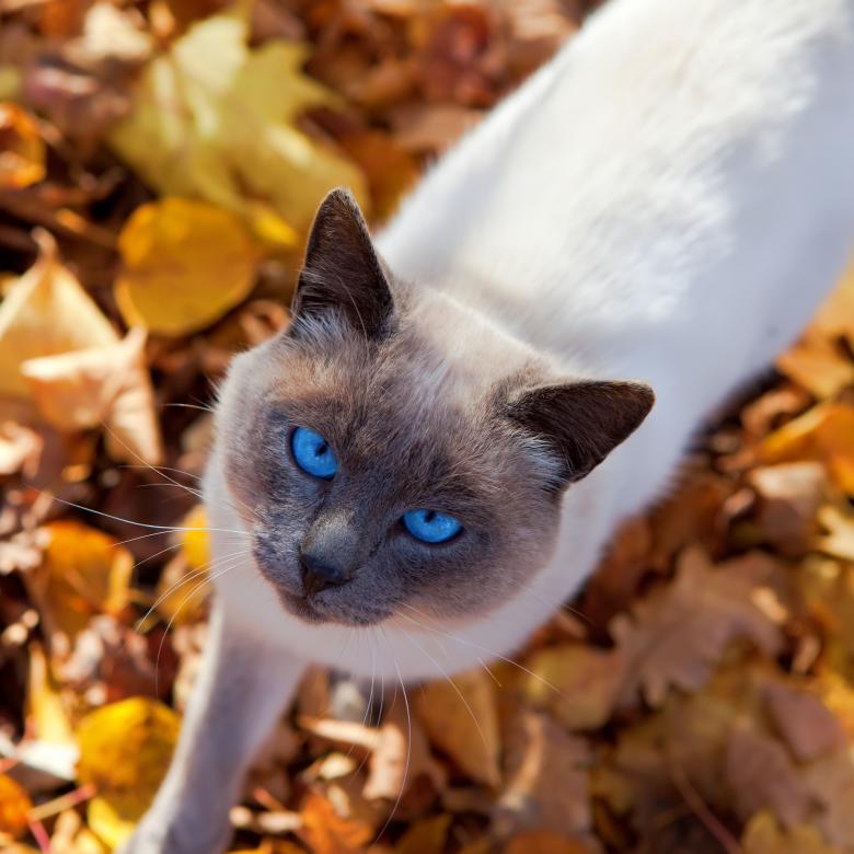 Free stock image of autumn cat  created by 2happy