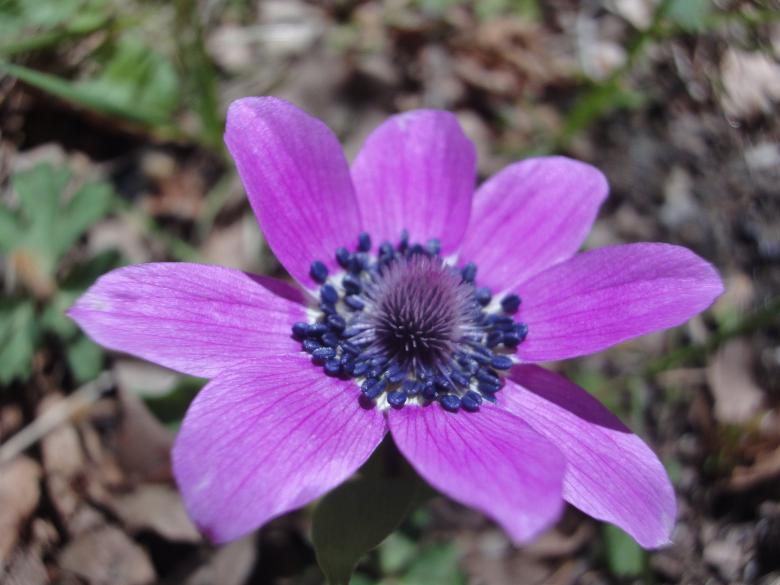 Free stock image of Purple wild flower created by tmariana