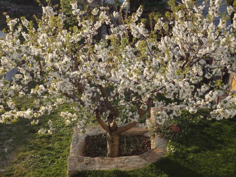 Free stock image of Cherry tree in full blossom created by tmariana