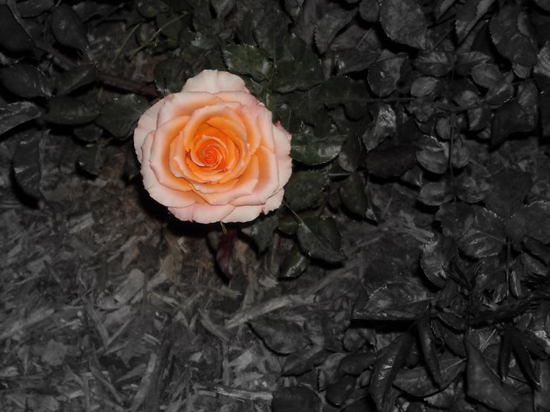 Free stock image of Rose created by Alyssa Fritch