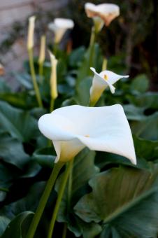 White Flower - Free Stock Photo