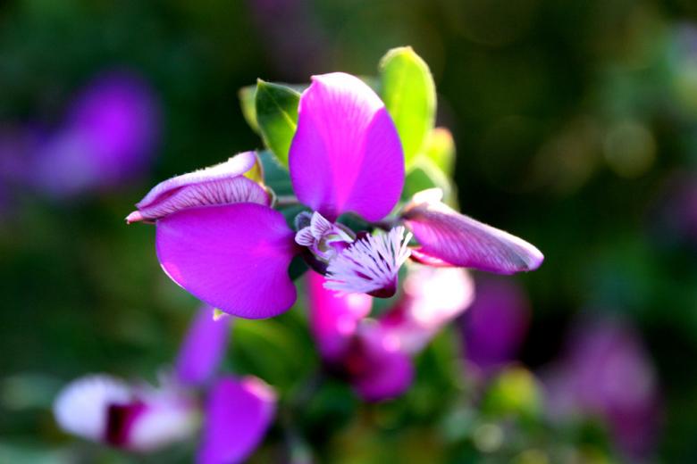 Free stock image of Purple flower created by Alyssa Fritch