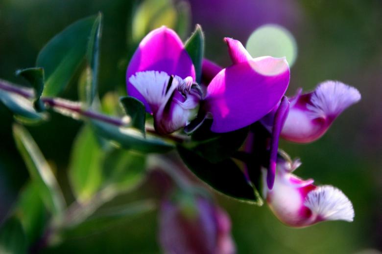 Free stock image of Purple flower created by Alyssa Fritch