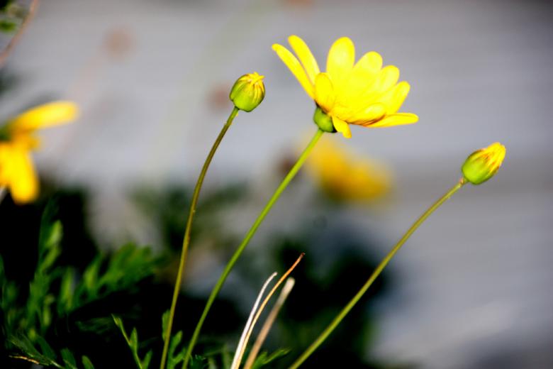 Free stock image of Yellow flowers created by Alyssa Fritch