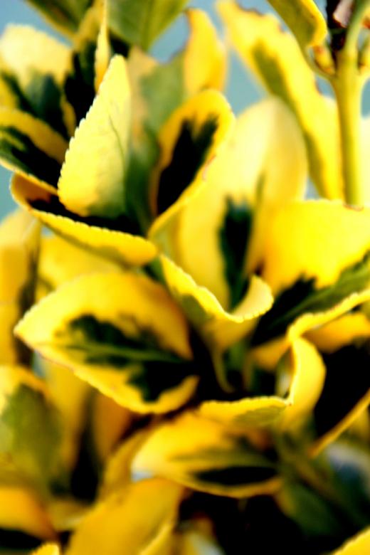 Free stock image of Yellow Flowers created by Alyssa Fritch