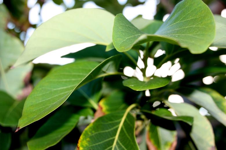 Free stock image of Green Leaves created by Alyssa Fritch
