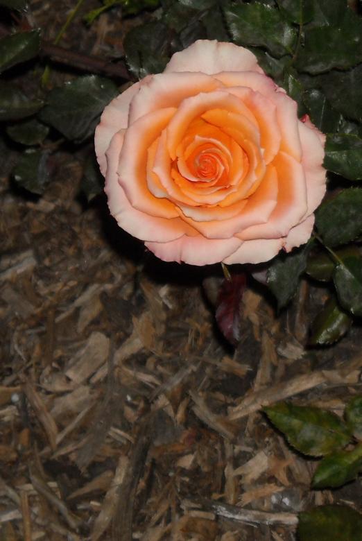 Free stock image of Rose created by Alyssa Fritch