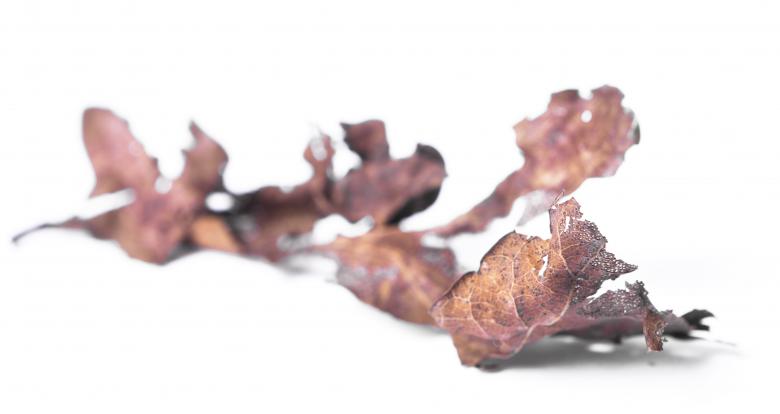 Free stock image of Autumn leaves created by 2happy
