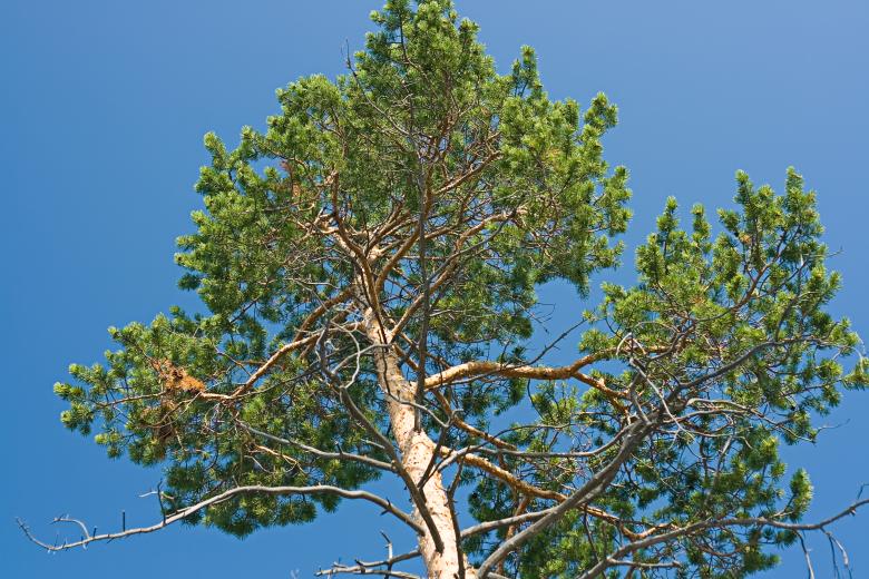 Free stock image of tree created by 2happy