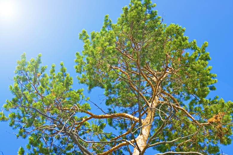 Free stock image of tree created by 2happy