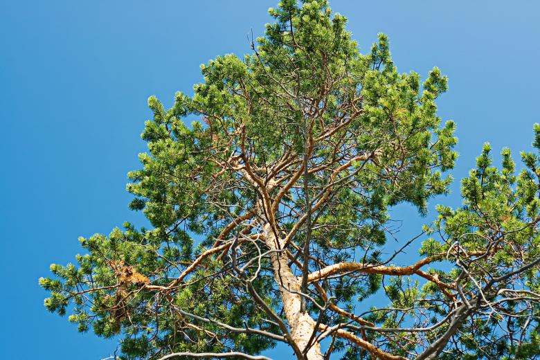 Free stock image of tree created by 2happy