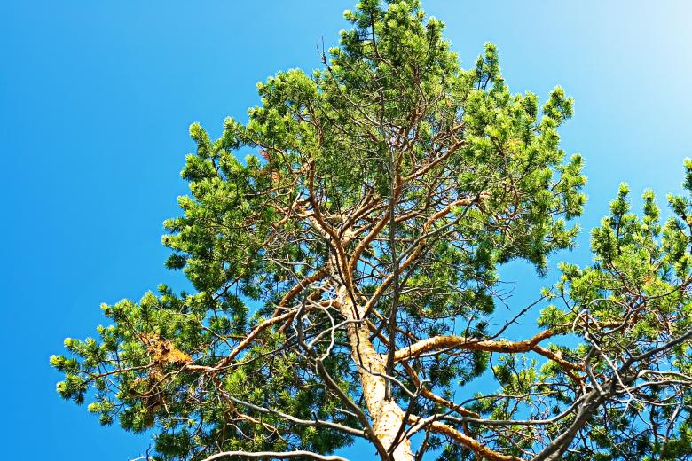 Free stock image of tree created by 2happy