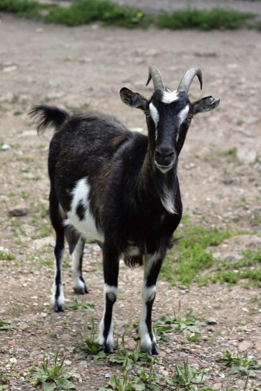 Free stock image of goat created by 2happy