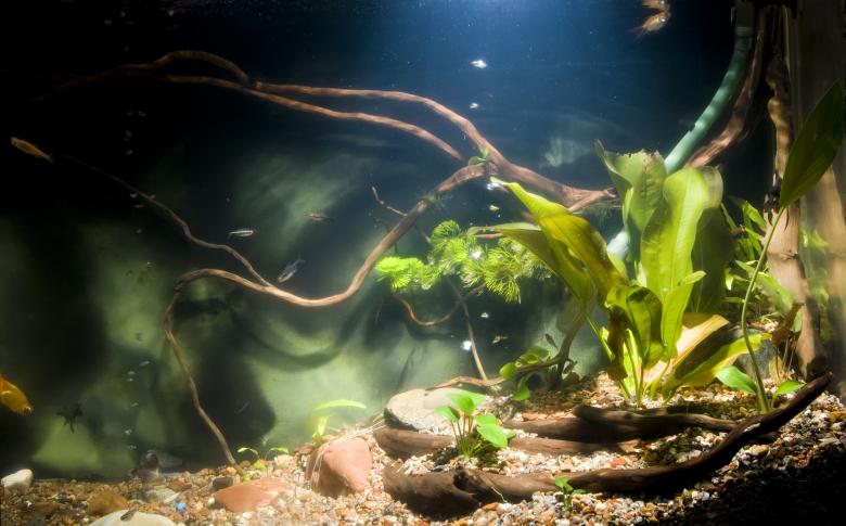 Free stock image of aquarium  created by 2happy