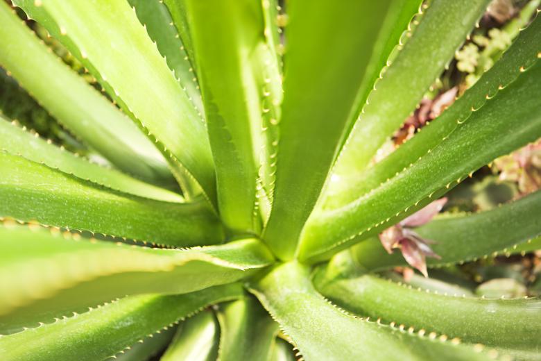 Free stock image of plant  created by 2happy