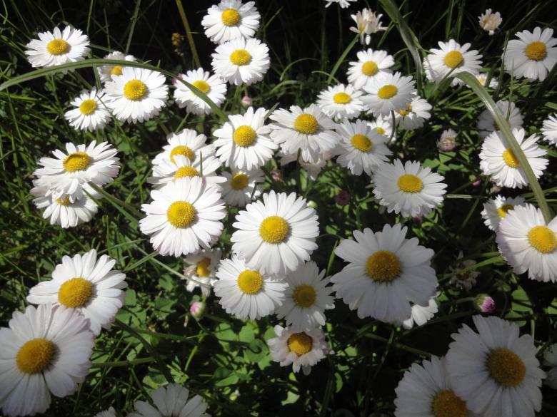 Free stock image of Daisies created by tmariana