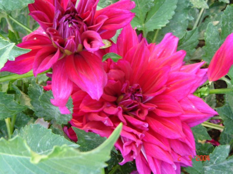 Free stock image of Pink flower created by tmariana