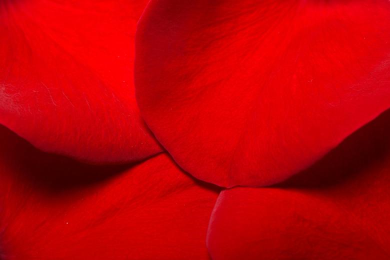 Free stock image of rose petals created by 2happy