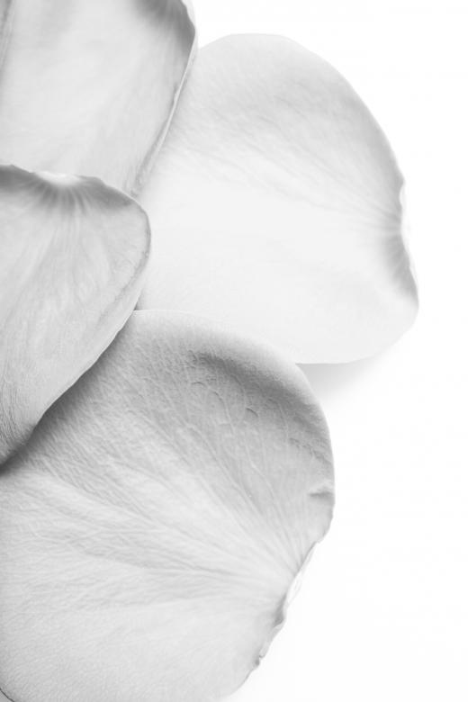 Free stock image of rose petals created by 2happy