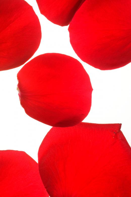 Free stock image of rose petals created by 2happy