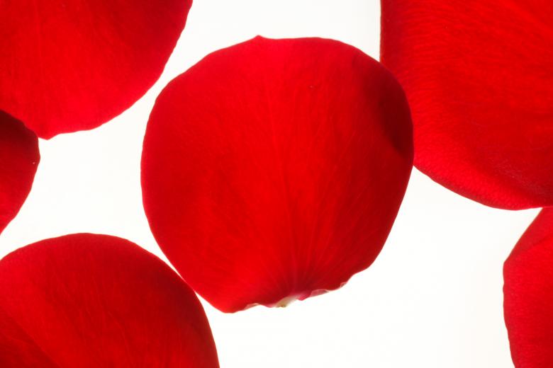 Free stock image of rose petals created by 2happy