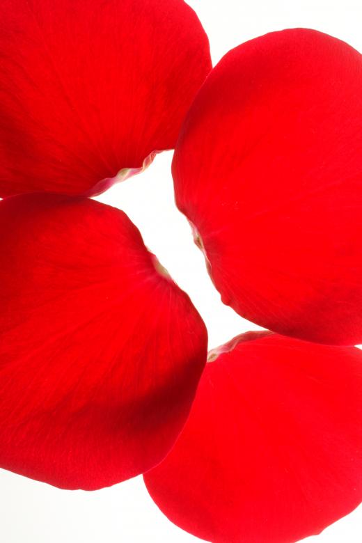 Free stock image of rose petals created by 2happy