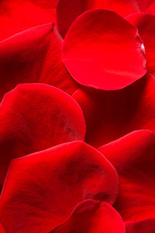 Free stock image of rose petals created by 2happy