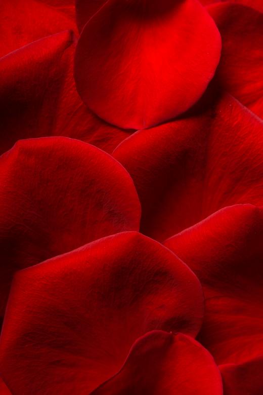 Free stock image of rose petals created by 2happy