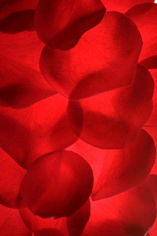 Free stock image of rose petals created by 2happy