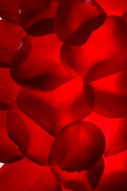 Free stock image of rose petals created by 2happy